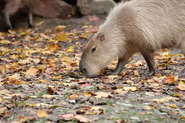 Bild: "Indian Summer" im Zoo Osnabrück am 19./20.10.