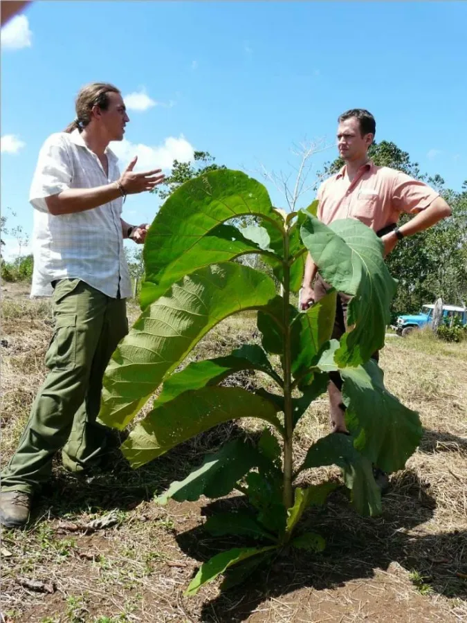 Sechs Monate alter Teak auf dem BaumInvest Gelände