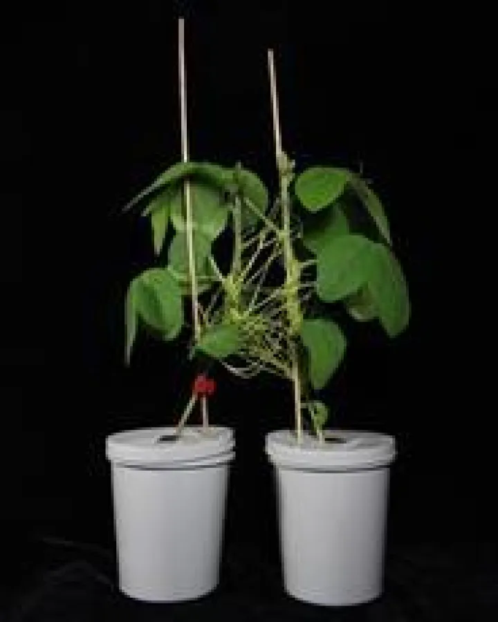 Der Parasit Cuscuta australis (Südliche Seide) verbindet zwei Sojapflanzen. Über das Geflecht der Schmarotzerpflanze werden auch Informationen zum Schädlingsbefall ausgetauscht. (Jingxiong Zhang, Kunm