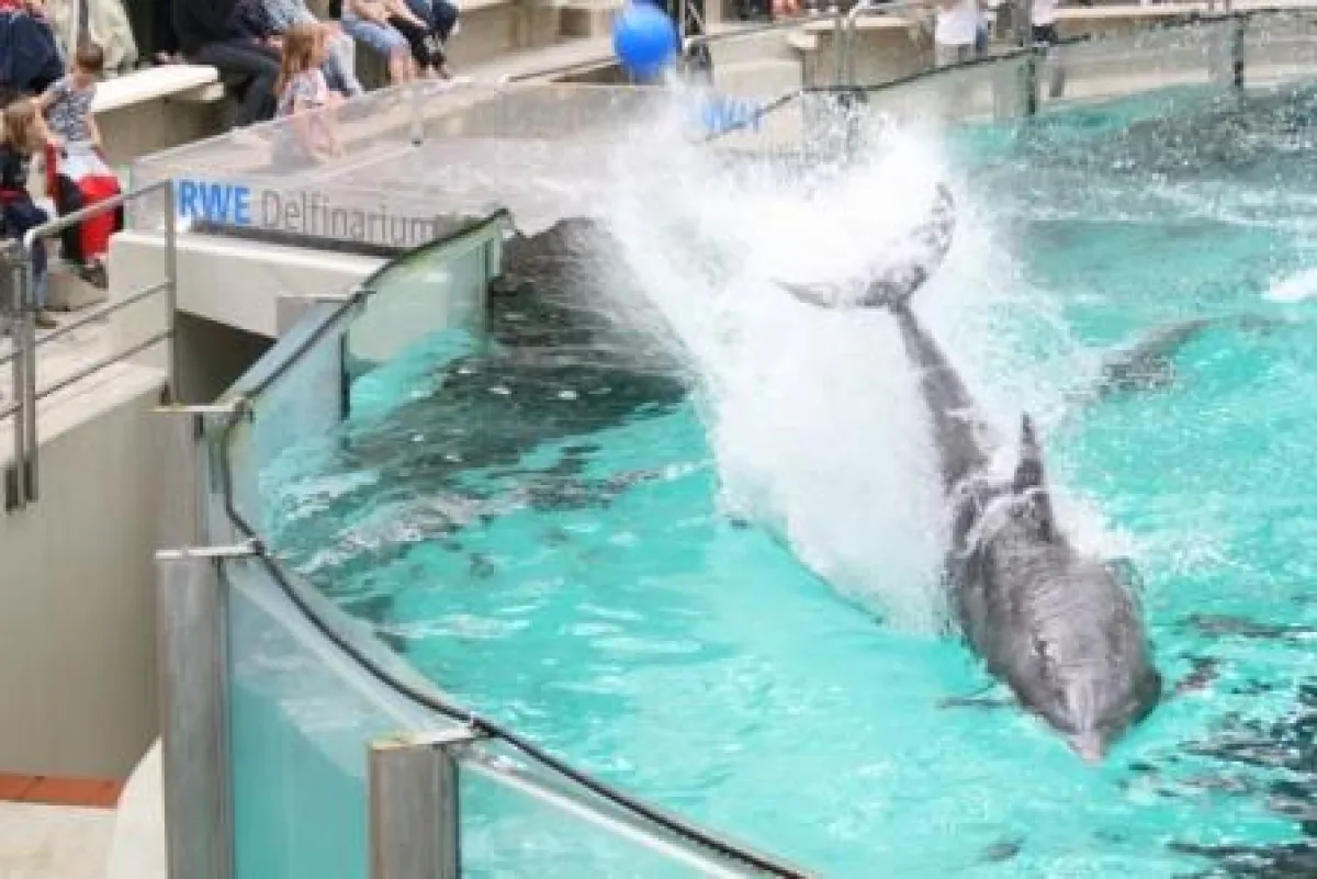 Fäkaliendusche im Delfinarium?