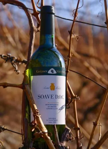 NEU von Grüner Weinberg: Trockener Bio-Weißwein Soave D.O.C. aus Venetien Bild: NEU von Grüner Weinberg: Trockener Bio-Weißwein Soave D.O.C. aus Venetien