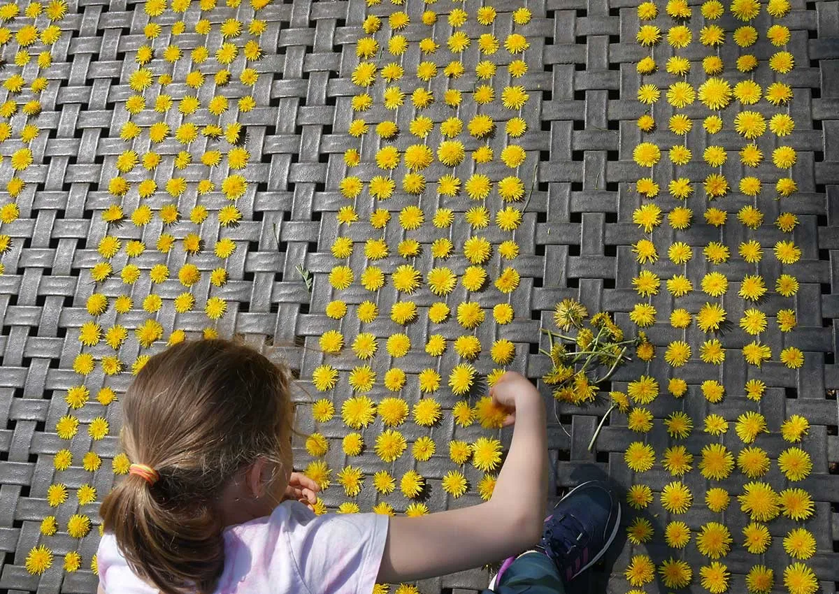 Eine Schülerin steckt mit Löwenzahnblüten Muster in ein Bodentrampolin (© ©Fred Roemer)