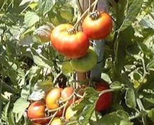 Große Hofführung: Bio-Tomaten zum Selberpflücken bei Lesker Bild: Große Hofführung: Bio-Tomaten zum Selberpflücken bei Lesker