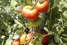 Bild: Große Hofführung: Bio-Tomaten zum Selberpflücken bei Lesker