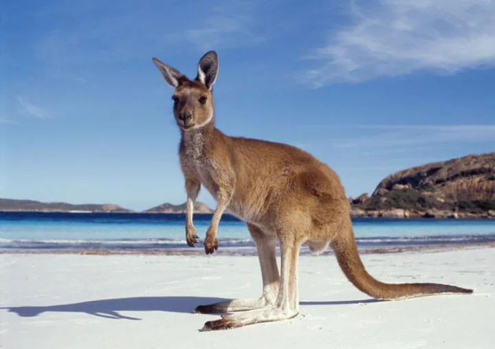 Bild: Australia Day: Info-Abend zu einem High School Aufenthalt im Land der Koalas und Kängurus