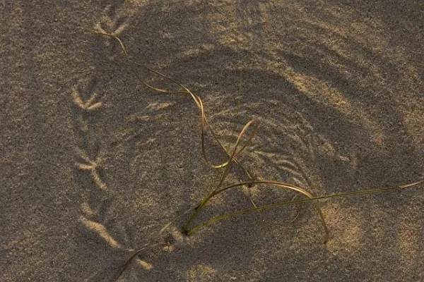 Bild: Fotoworkshop - Land Art - Spiele im Wind