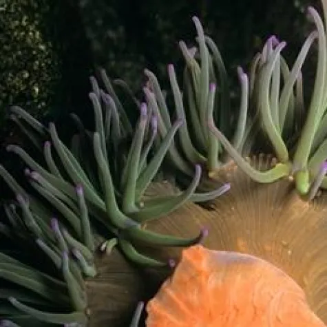 Bild: Wattenmeerzwerge als Bilderriesen