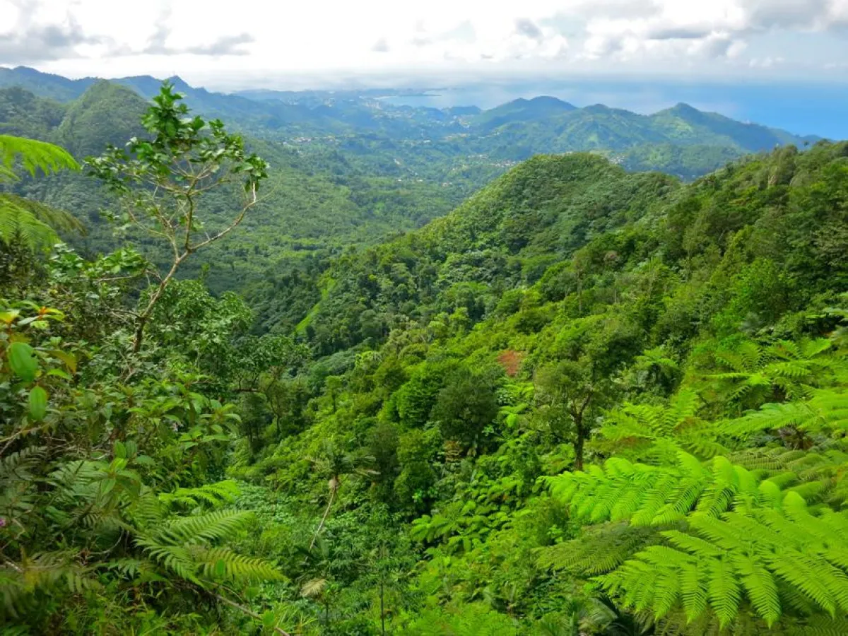 Die Karibik-Insel Grenada bietet neben Stränden auch reichlich Regenwald. Foto: Kyle Wicomb