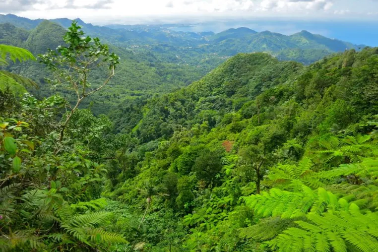 Bild: Regenwald-Trekking auf der Gewürzinsel – Grenada lockt mit tollen Wanderangeboten