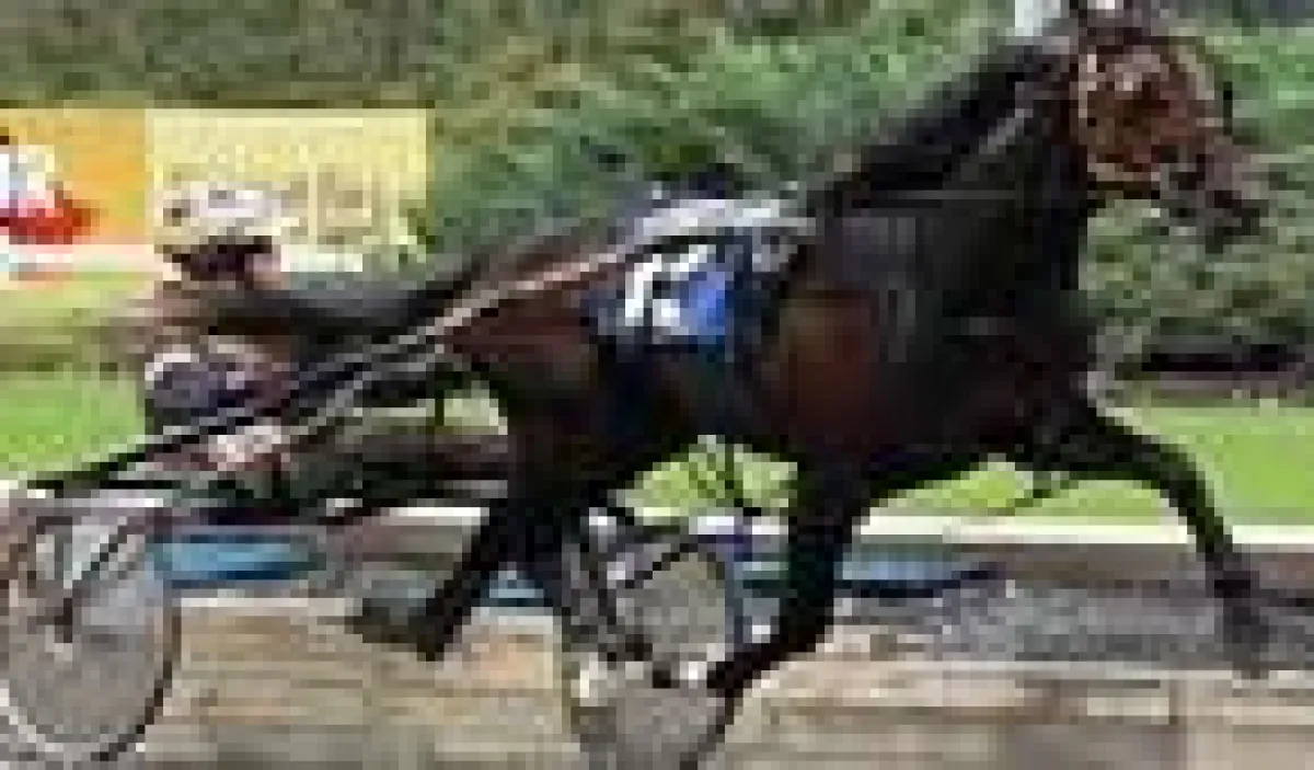 Breeders Crown 2008 - Die Weltbesten Traber am Start