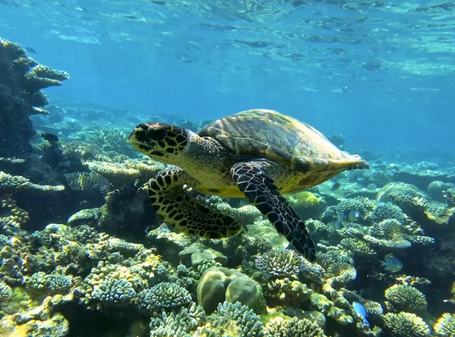 Die Coco Collection schließt sich Protect Maldives Seagrass an Bild: Die Coco Collection schließt sich Protect Maldives Seagrass an