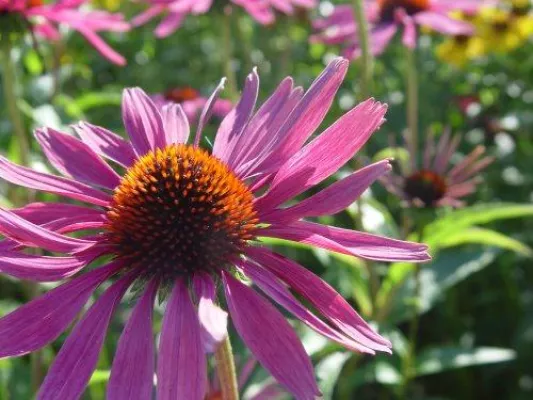 Bild: Weiterbildung für Tierärzte für die Zusatzbezeichung Homöopathie