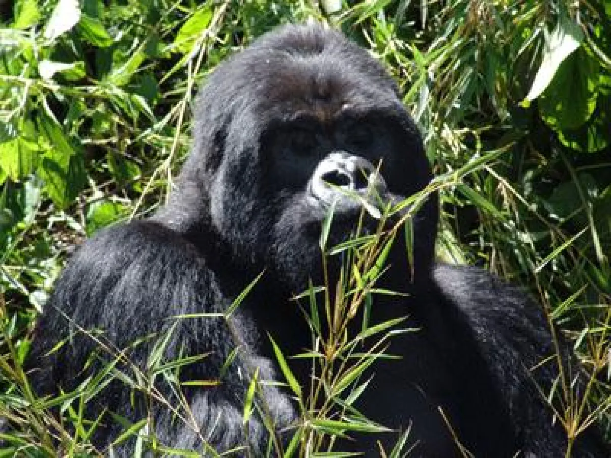 Gorilla Trekking Ruanda