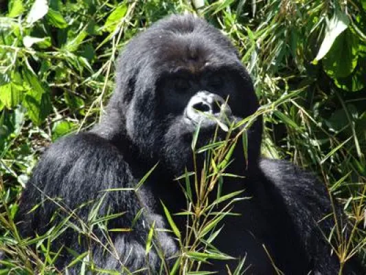 Bild: Ruanda Reisen: Auf Gorilla Trekking Reise die Gorillas in Rwanda hautnah erleben