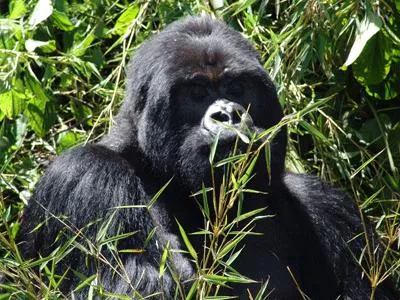 Bild: Ruanda Reisen: Auf Gorilla Trekking Reise die Gorillas in Rwanda hautnah erleben
