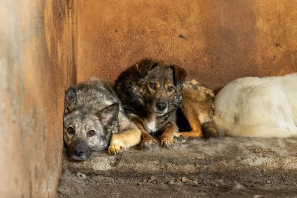 Bild: VETO rettet 63 Hunde aus rumänischer Tötungsstation – Cornetu Public Shelter geschlossen