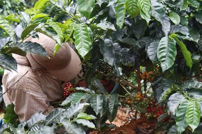 Bild: Kaffees aus Costa Rica durchlaufen geschmacklichen Wandel