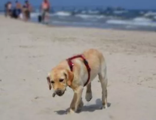 Bild: BHV: Rechtzeitig Urlaubsplatz für den Hund suchen