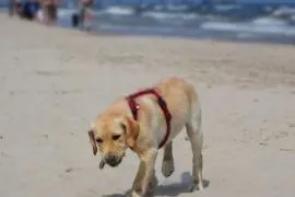 BHV: Rechtzeitig Urlaubsplatz für den Hund suchen Bild: BHV: Rechtzeitig Urlaubsplatz für den Hund suchen