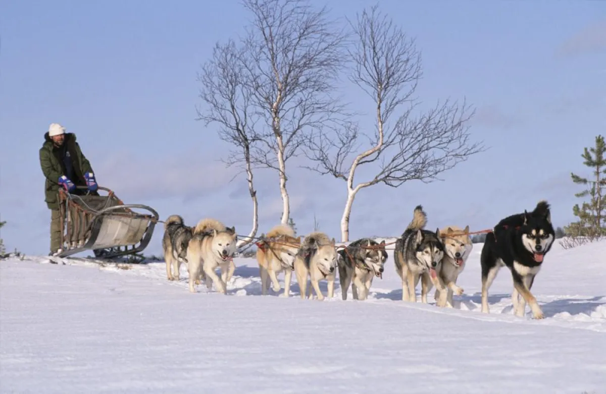 Finnlandurlaub aktiv: Huskysafari jenseits des Polarkreises (© VisitFinland.com)