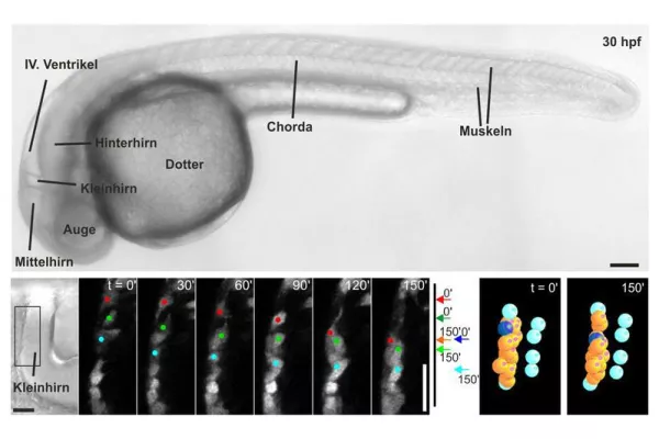 Bild: Mehr als nur Gedächtnis: Botenstoffe kontrollieren die Wanderung von Nervenzellen