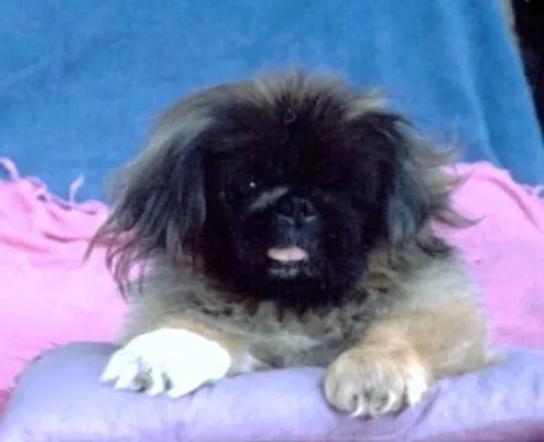 Bund Deutscher Tierfreunde gibt Tipps zum Hitzeschutz für Haustiere Bild: Bund Deutscher Tierfreunde gibt Tipps zum Hitzeschutz für Haustiere