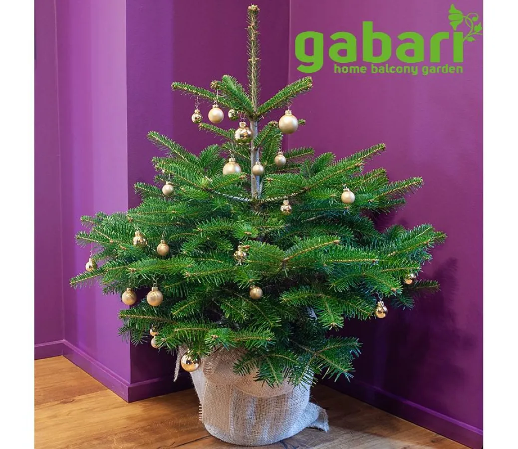 gabari Bio-Weihnachtsbaum im Topf