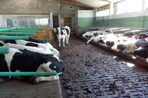 Bild: Tierschutzverein begrüßt Blockade der ALDI-Lager