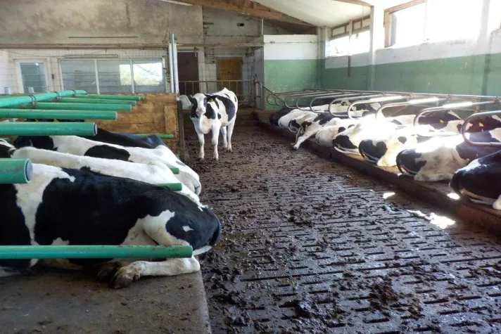 Bild: Tierschutzverein begrüßt Blockade der ALDI-Lager