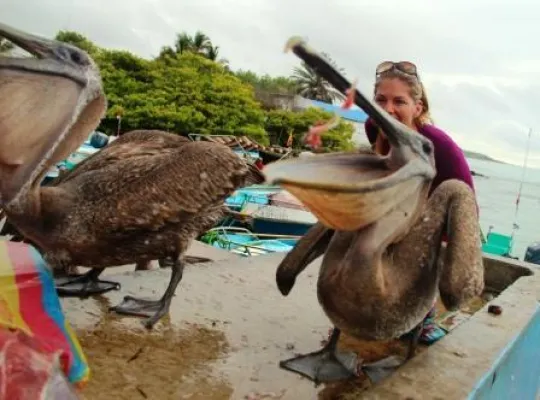 64. Tier: Post aus Galapagos Bild: 64. Tier: Post aus Galapagos