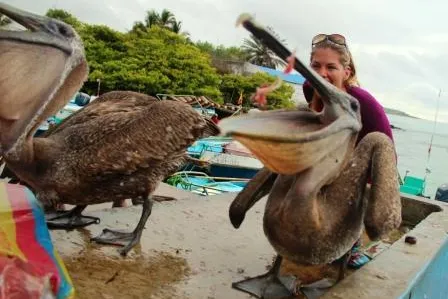 Bild: 64. Tier: Post aus Galapagos