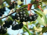 Bild: Aronia-Pflanzen und Aroniabeeren-Bücher zu gewinnen