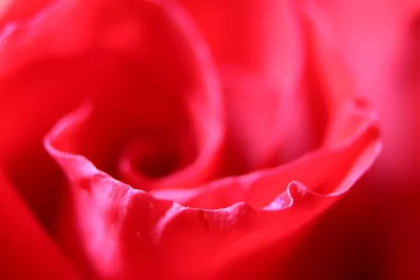 Bild: Makro-Fotografie auf den Tölzer Rosentagen mit professioneller Novoflex-Ausrüstung
