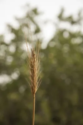 Bild: IPK-Team erschließt Potenzial von Hordeum bulbosum, der nächsten wilden Verwandten von Gerste