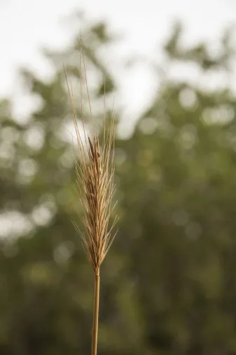 IPK-Team erschließt Potenzial von Hordeum bulbosum, der nächsten wilden Verwandten von Gerste Bild: IPK-Team erschließt Potenzial von Hordeum bulbosum, der nächsten wilden Verwandten von Gerste