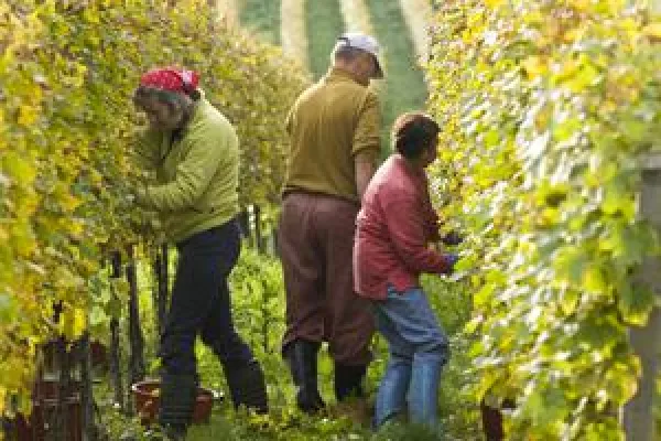 Auf Spurensuche und Seminar - Markgräflerland lockt mit zwei neuen touristischen Angeboten rund um den Wein Bild: Auf Spurensuche und Seminar - Markgräflerland lockt mit zwei neuen touristischen Angeboten rund um den Wein