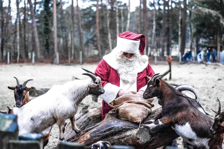 Bild: Tierische Weihnacht mit Weihnachtsbaumverkauf im Wildpark Müden