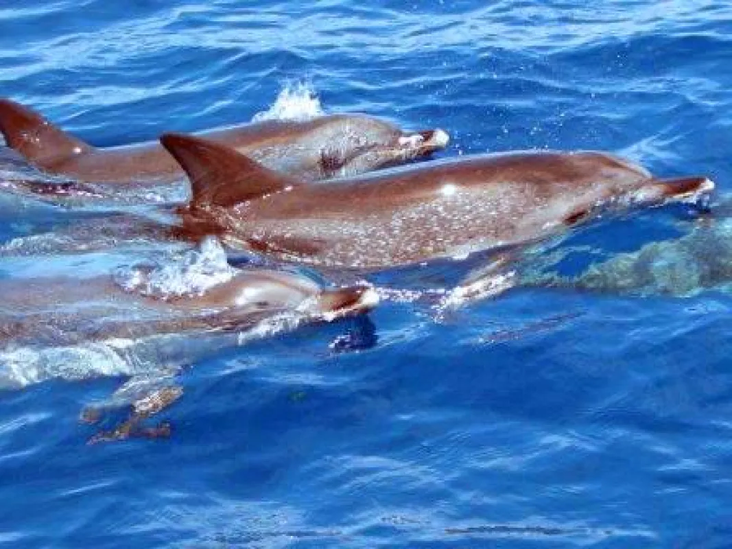 Mit freilebenden Delfinen schwimmen - bei dieser Reise wird der Traum wahr