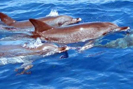 Geheimtipp Azoren – ein Sommer mit Delfinen, Walen und viel Natur Bild: Geheimtipp Azoren – ein Sommer mit Delfinen, Walen und viel Natur