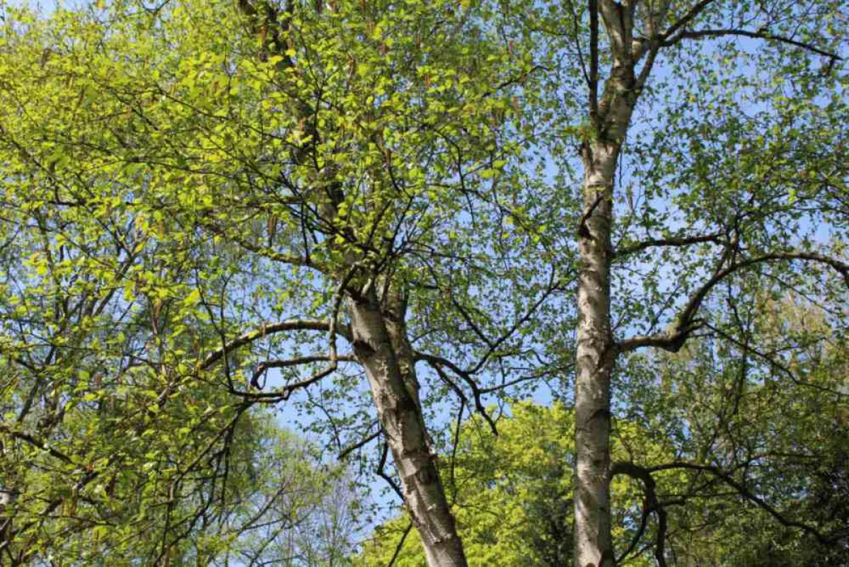 Die Birke sieht schön aus und hat vielfältige Heilwirkungen zu bieten, Bildrechte: phytodoc.de