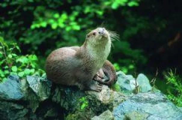 Bild: Wo die wilden Otter wohnen