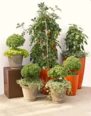 Bild: Histhil setzt Maßstäbe in der Lebensmittelsicherheit von Kräutern und Gemüse