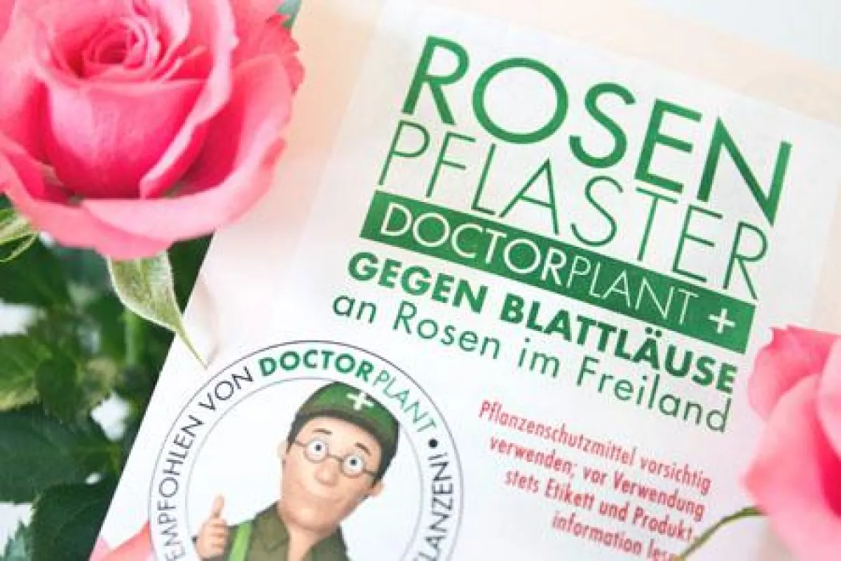 Frühlingsidee:Rosen mit Rosenpflaster verschenken