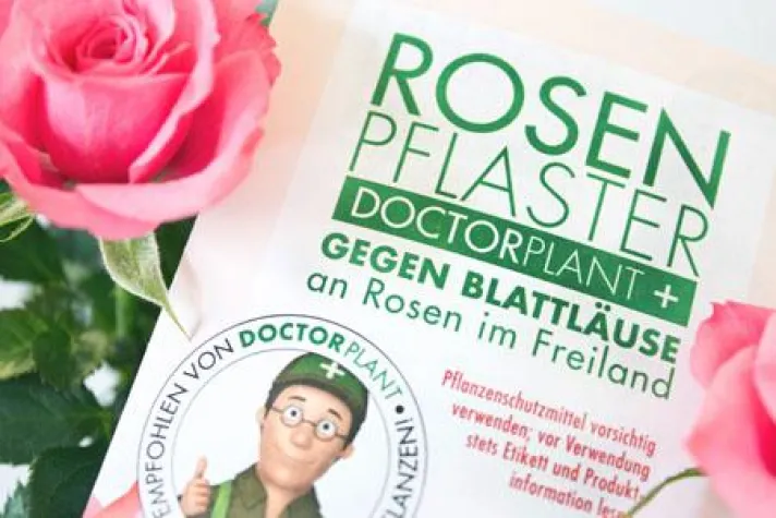 Bild: Mit den ersten Sonnenstrahlen Rosen für den Garten verschenken– mit einem Rosenpflaster eine schöne neue Idee.