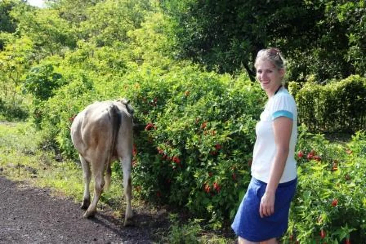 Die Reporterin Frau Schlaumeier ist erstaunt, wie Kühe in Kolumbien gefütter werden.