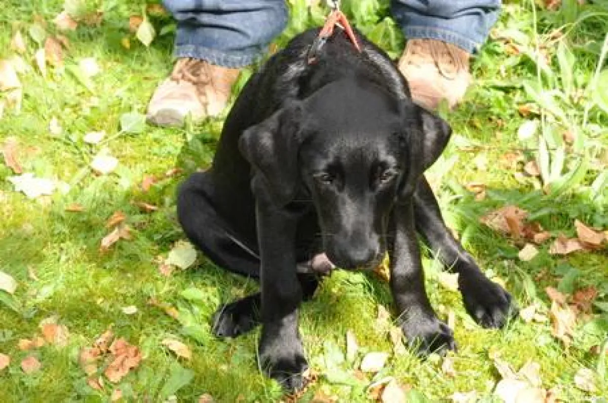 auch bei Hunden nachgewiesen