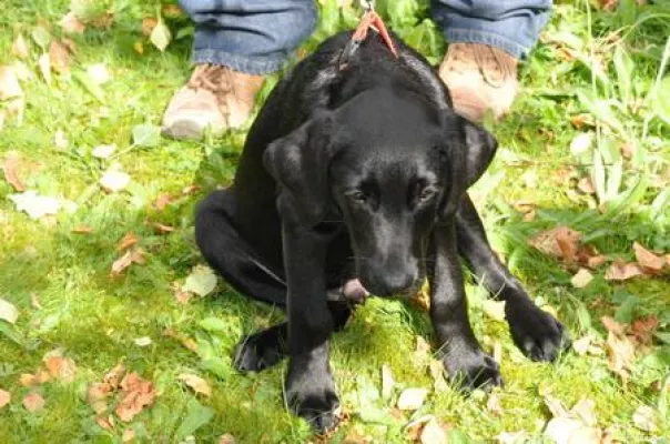 Bild: Erkranken Menschen an chronischem Botulismus, hervorgerufen durch Clostridium Botulinum