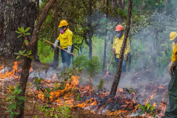 Bild: Brandschutz im Regenwald ist wichtiger denn je