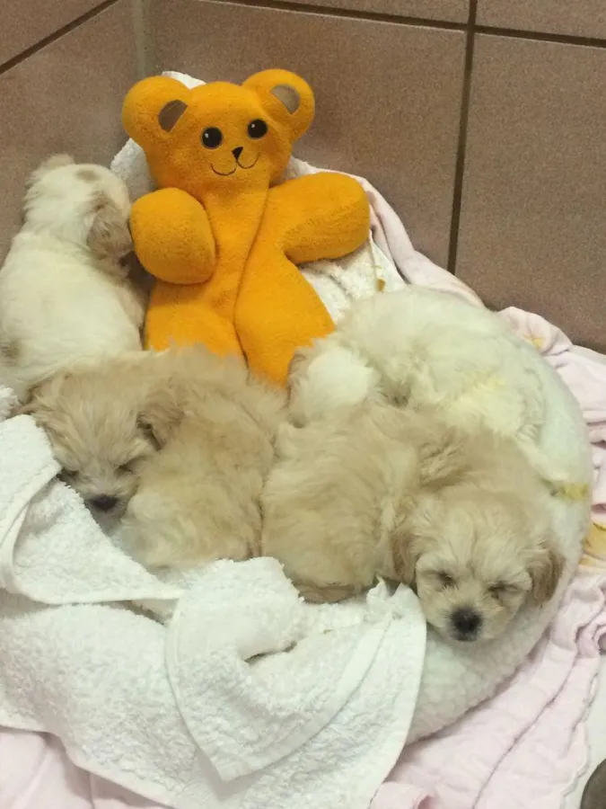 Ein Welpe - unterernährt, verwurmt jund viel zu jung von der Mutter getrennt.