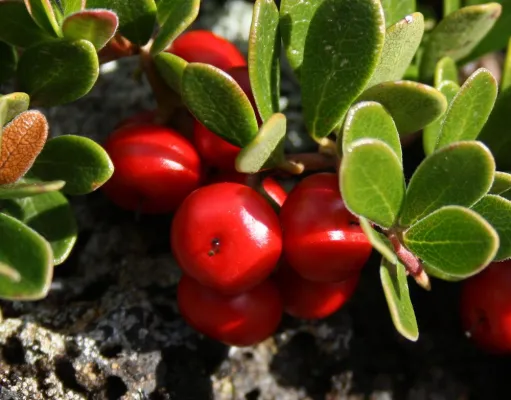 Bild: Kräuterpower aus Island für trockene Winterhaut